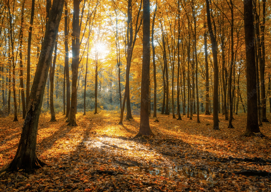 Paysage automnal de la région Lanaudière — forêt d'érables en couleurs